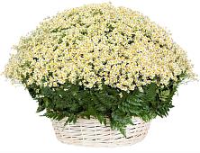 Цветочная композиция из Ромашки в корзине #REPLACE_PRED# Успенское